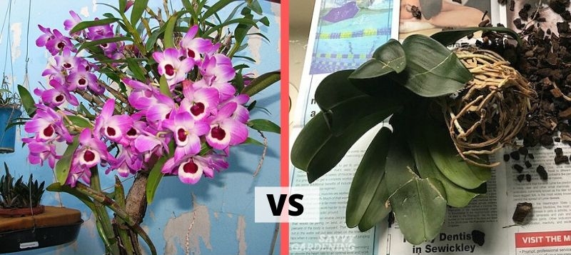 People are like orchids