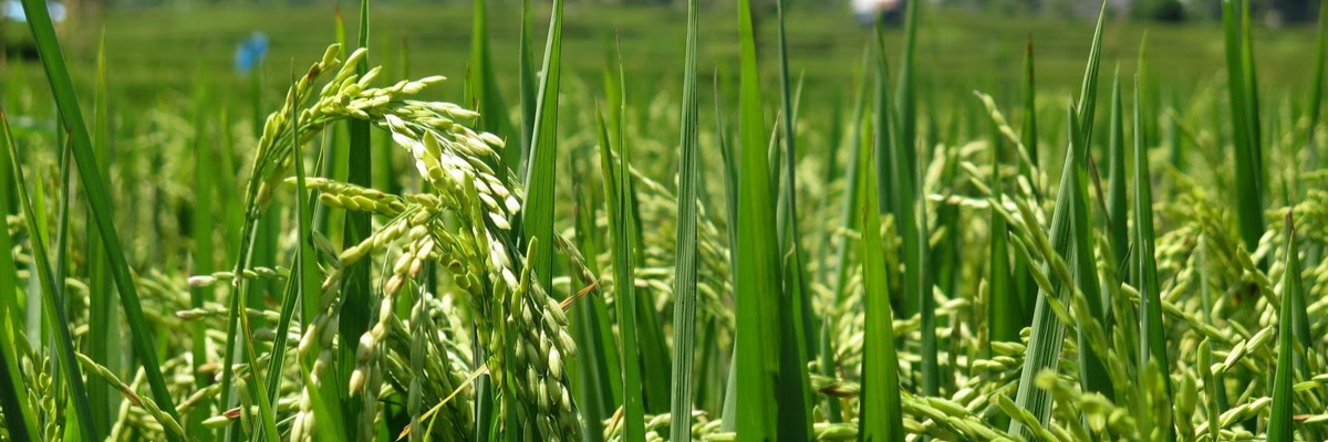 Growing rice